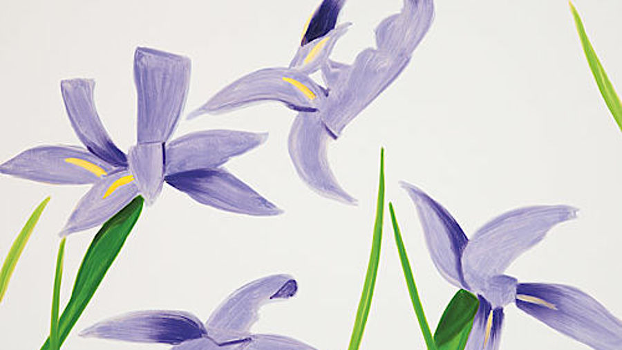 Purple Irises on White