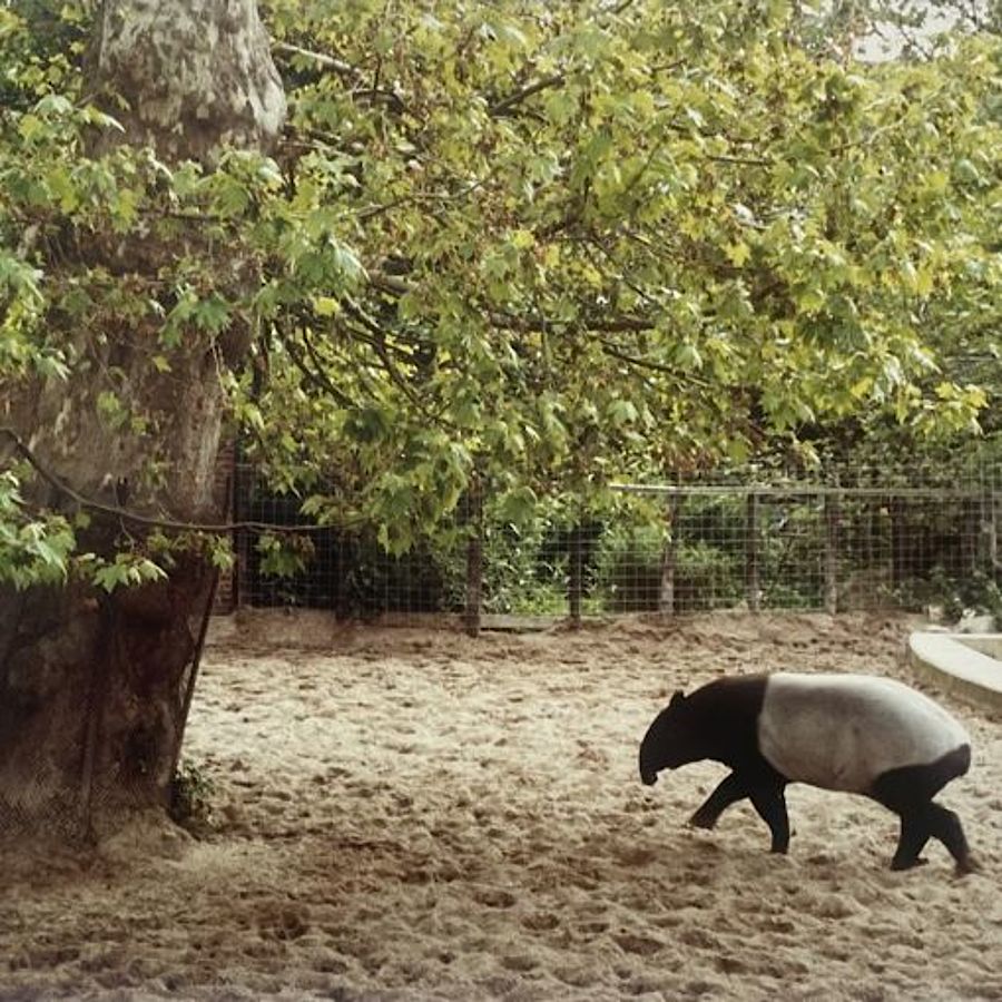 Korff Stiftung - Candida Höfer - Grafiken - Zoologische Gärten Amsterdam I